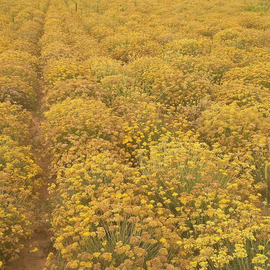 Helichrysum italicum Essential Oil (Croatia)